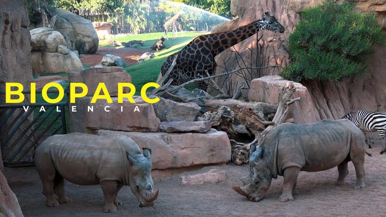 valencia-zoo - Valencia Noticias 24h valencia zoo